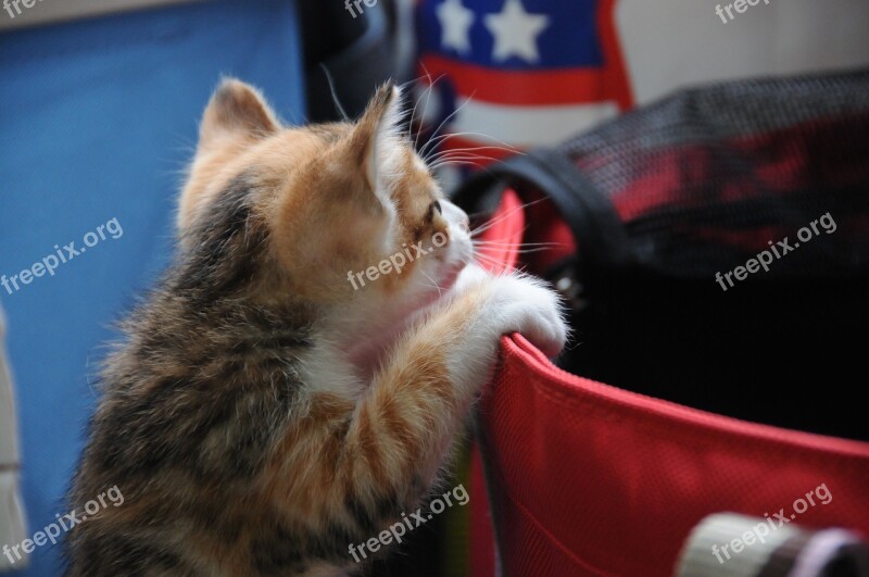 Small Cat Play Lively Curious Kitten