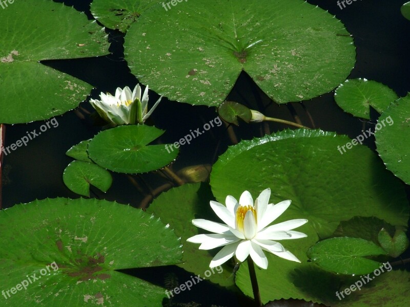 Nature Vitória Régia Flower Lake Free Photos