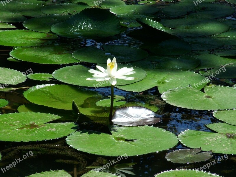 Nature Vitória Régia Flower Lake Free Photos