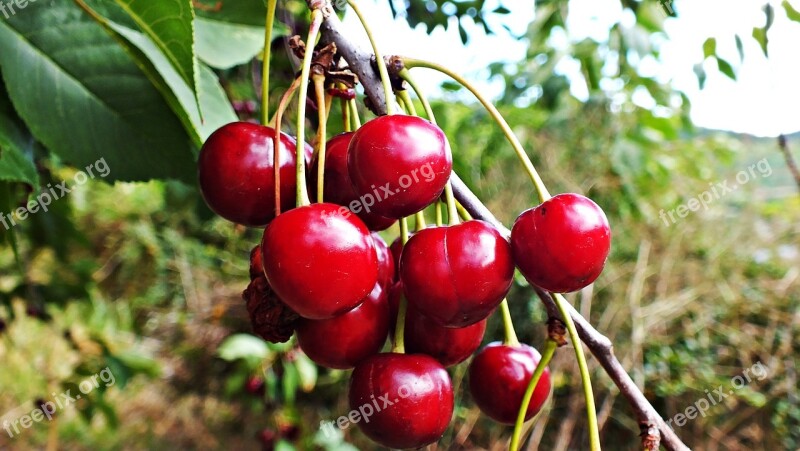 Cherries Tree Fruit Red A Breeze