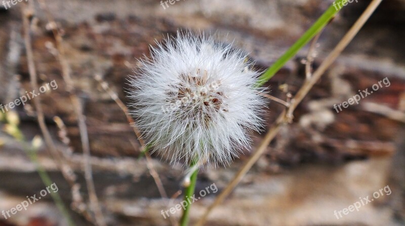 Dandelion Nature Time Flower Sonchus Oleraceus