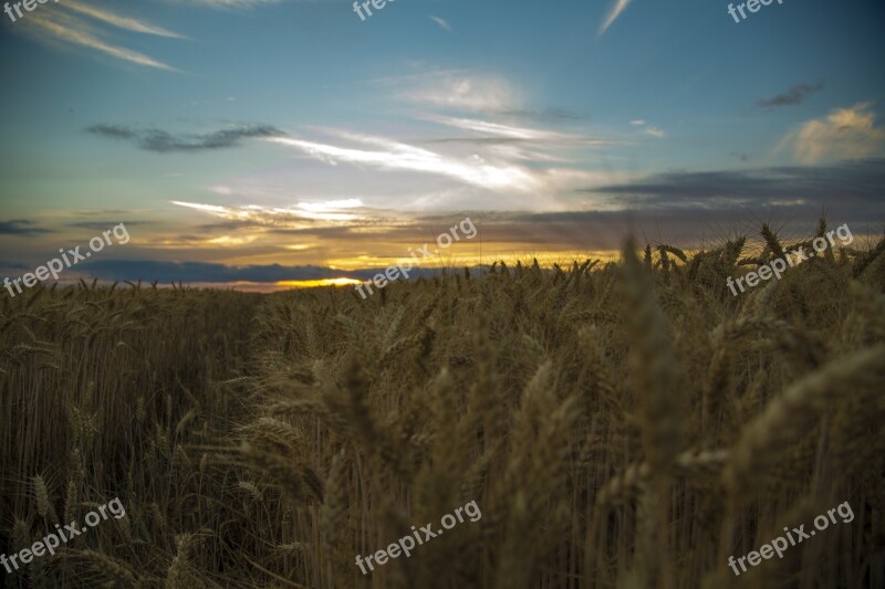 Medina Sunset Wheat Blue White-a Surname Beautiful