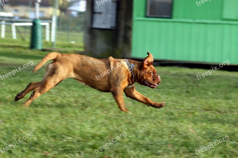 Bordeaux Mastiff Dog Animal White