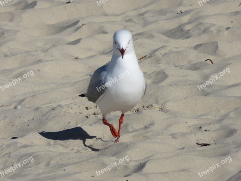 Seagull Beach Bird Summer Nature