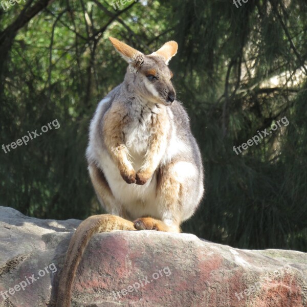 Rock Wallaby Marsupial Kangaroo Wallaby Australia