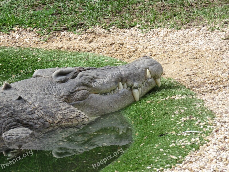 Crocodile Smile Animal Wild Wildlife