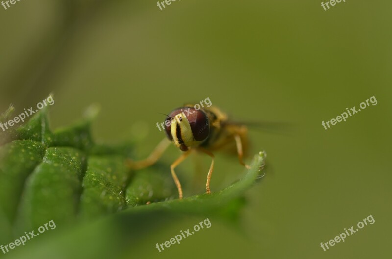 Hoverfly Insect Leaf Close Up Macro