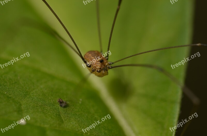 Weber Servant Spider Arachnid Kanker Schneider