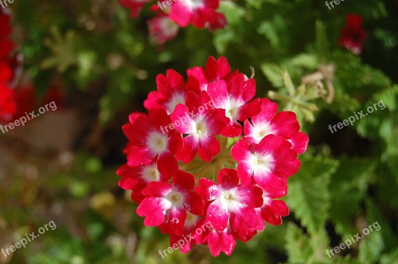 Geranium Flower Bouquet Flowers Nature