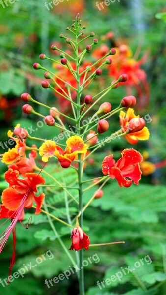 Hematoxylin Poinsettia Peacock Flower Flower Red Plant