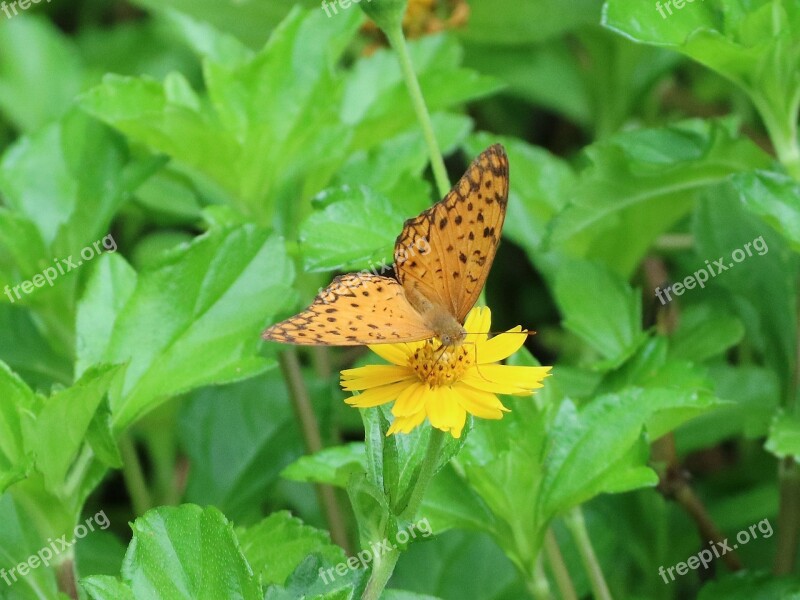 Butterfly Adopt Honey Flower Yellow Flower Quentin Chong