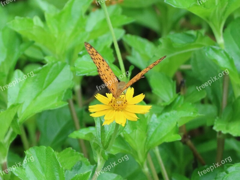 Butterfly Adopt Honey Flower Yellow Flower Quentin Chong