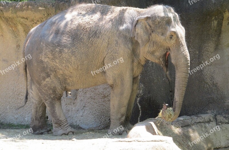 Elephant Zoo Standing Big Trunk