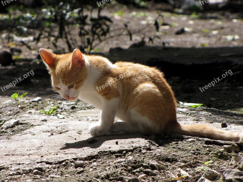 Kitten Sitting Domestic Cute Young