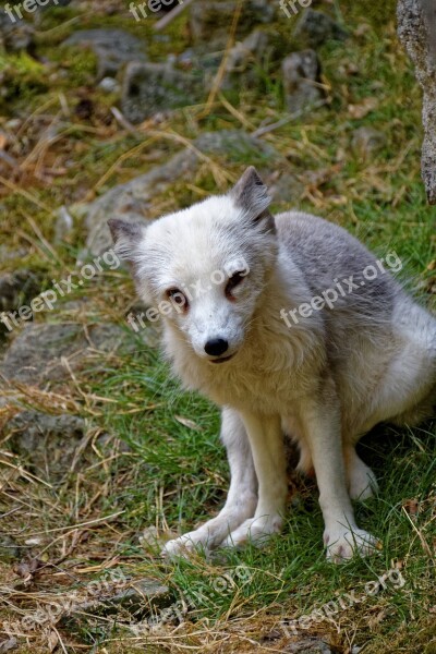 Arctic Fox Fuchs Eyes Animal Wild Animal