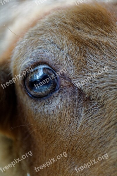 Sheep Eye Animal Livestock Herbivores