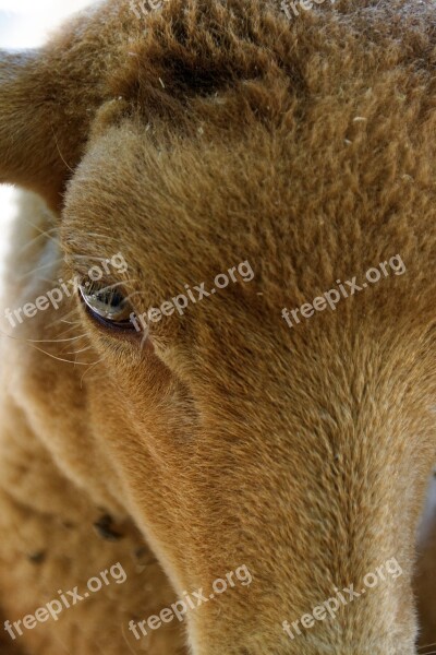 Sheep Eye Animal Livestock Herbivores