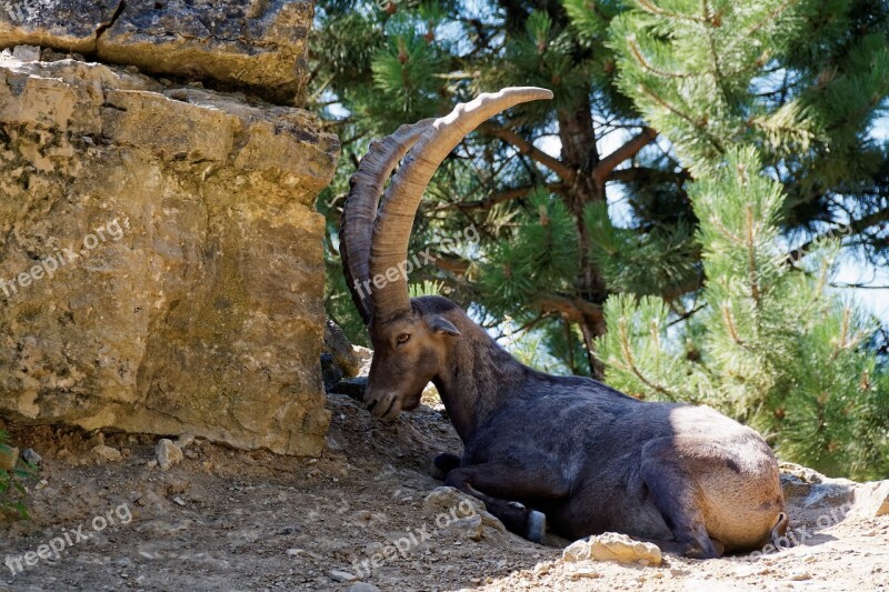 Capricorn Horns Wild Animal Nature