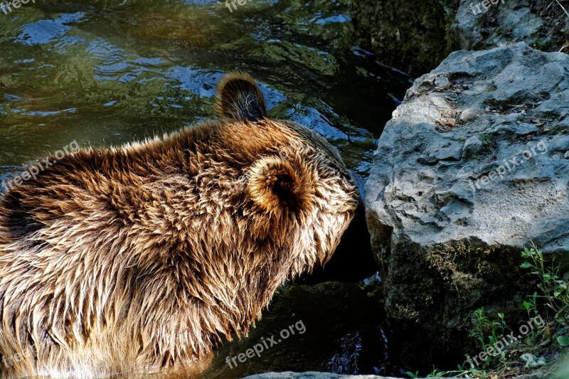 Bear Brown Bear Wild Animal Mammal