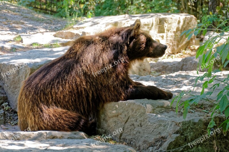 Bear Brown Bear Wild Animal Mammal