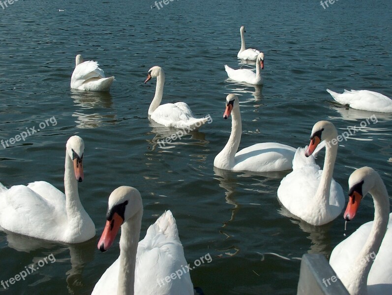 Masuria Birds Swans Wild Birds Nature