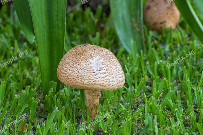 Mushroom Tropical Nature Wild Vegetable