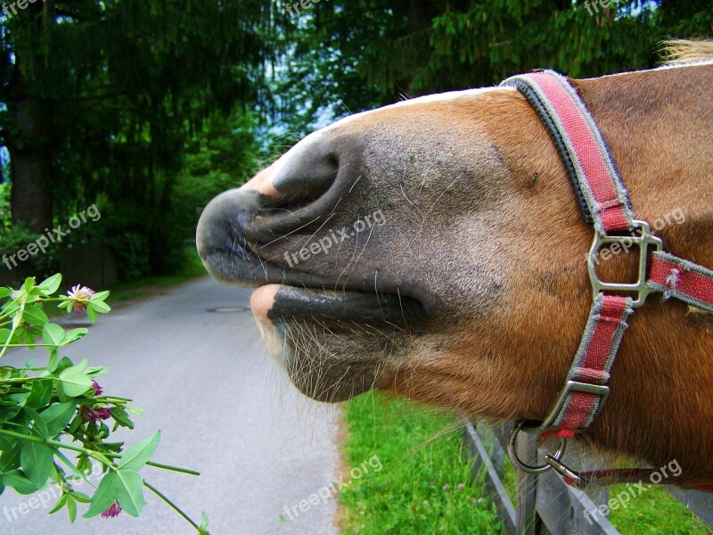 Brown Horse Lópofa Animal Free Photos