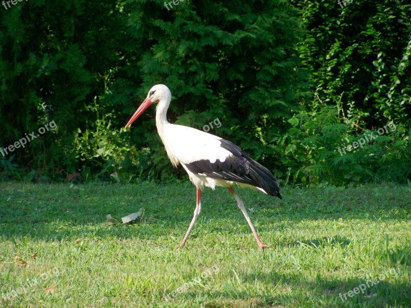 White Stork Bird Summer Free Photos