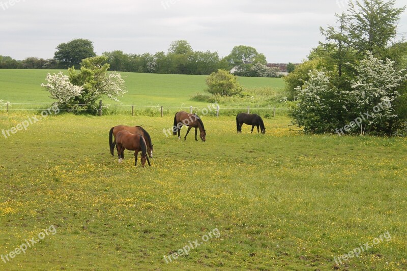 Horses Mark Expensive Farmhouse Farm