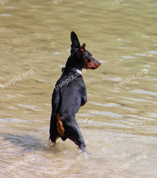 Miniature Pinscher Striezel Small Dog Pet Pinscher