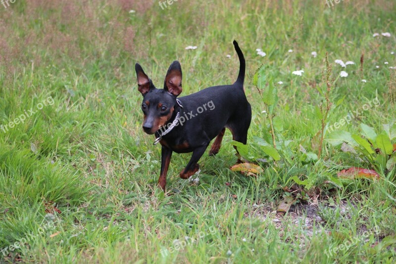 Miniature Pinscher Pinscher Striezel Dog Pet