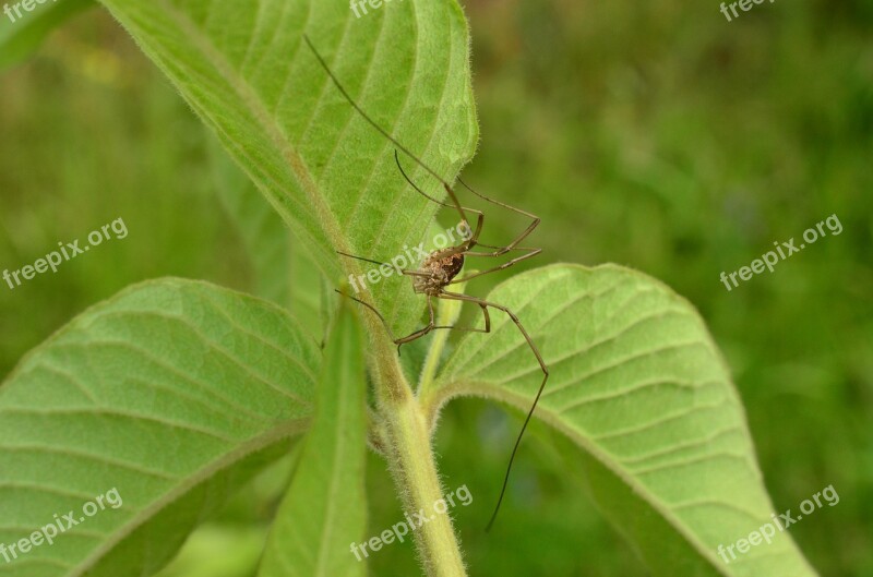 Spider Long Legs Summer Leaves Free Photos