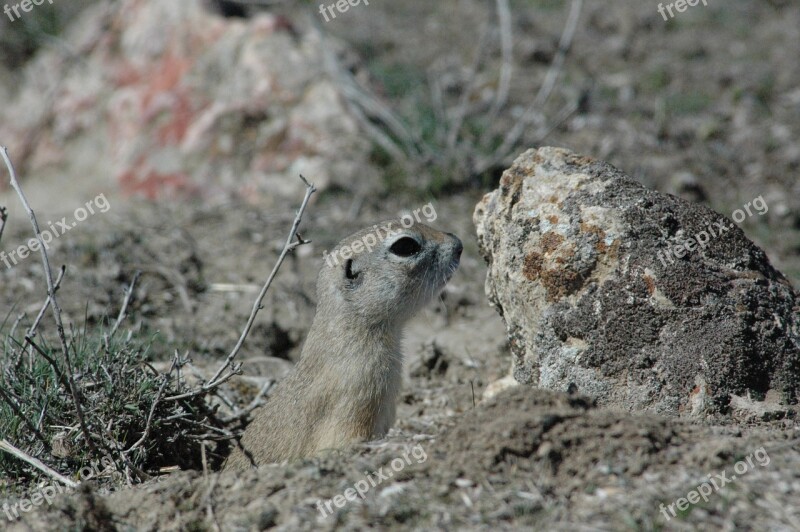 Ground Squirrel Harmful Rodent Free Photos