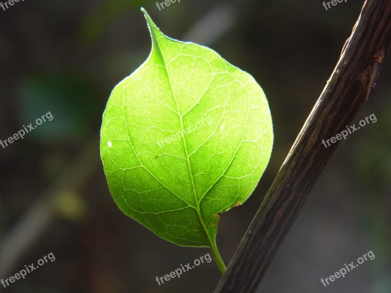 Leaf Nude Single Free Photos