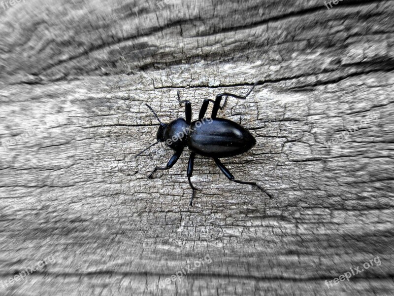 Bug Insect Nature Beetle Animal