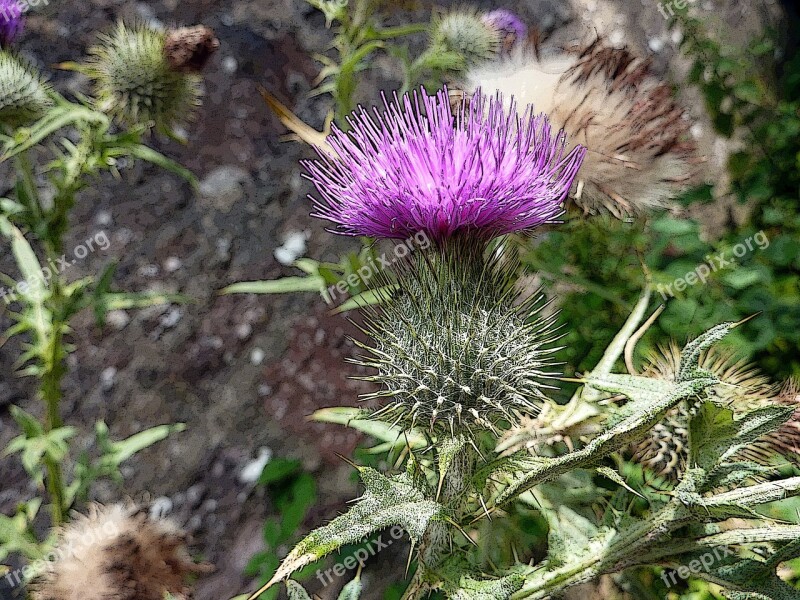 Scottish Thistle Scotland Purple Flower