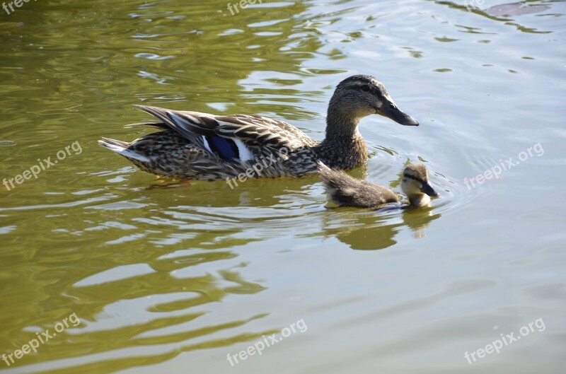 Bird Water Duck Bird Bill Water Bird