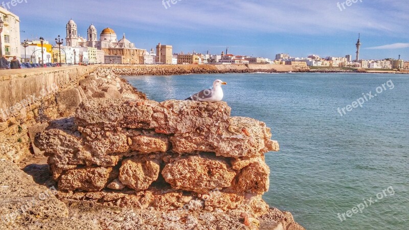 Cadiz Seagull Spain Bird Landscape