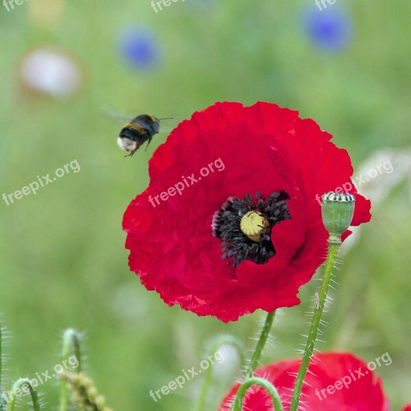 Bea Flower Poppy Nature Natural