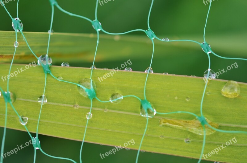 Leaf Water Nature Green Drop