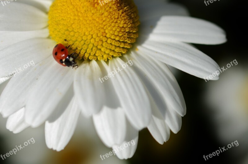 Daisy Flower Nature Spring Plant