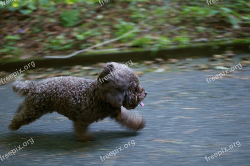 Dog Running Run Puppy Pet