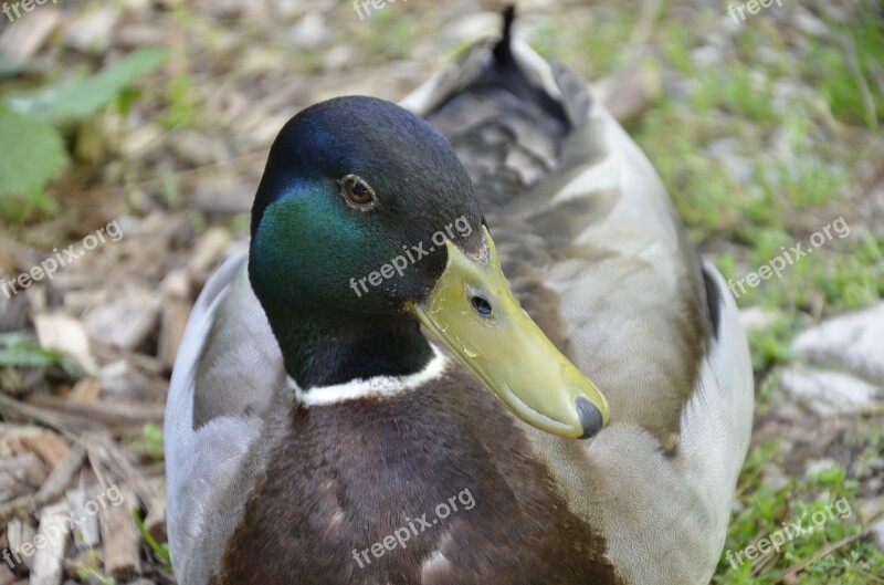 Duck Drake Water Bird Duck Bird Animal