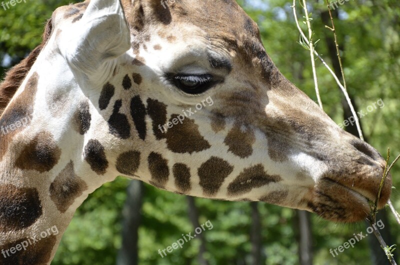 Giraffe Zoo Animal Mammal Africa