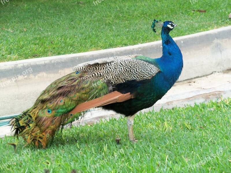 Animal Ave Peacock Free Photos