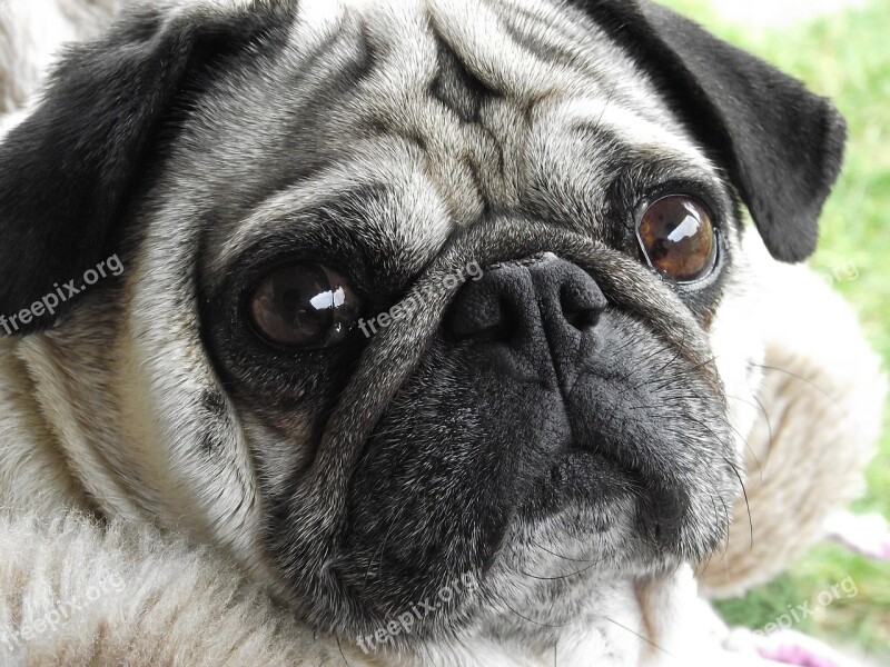 Pug Dog Friend Free Photos