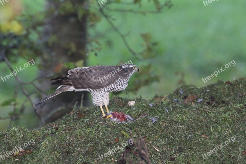 Bird Of Prey Bird Nature Predator Prey