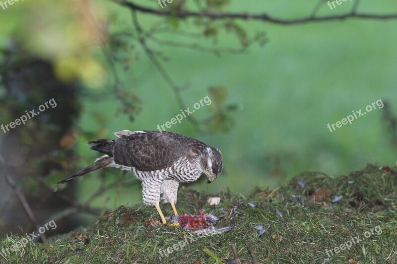 Bird Of Prey Nature Valk Birds Eagle