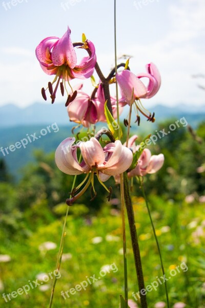 Wild Flower Flower Close Up Blossom Bloom