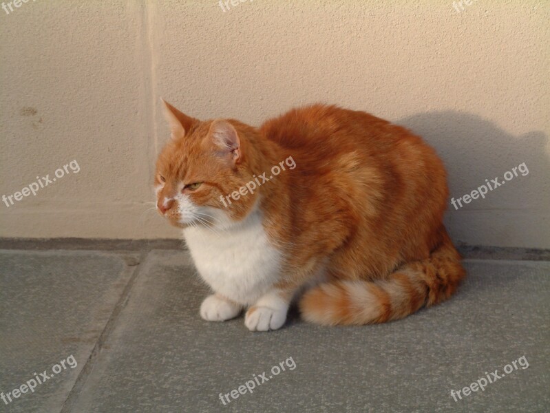 Cat Ginger Animal Cute Domestic